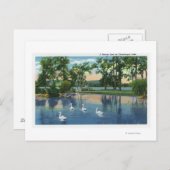 湖の白鳥の絶景 ポストカード (正面/裏面)