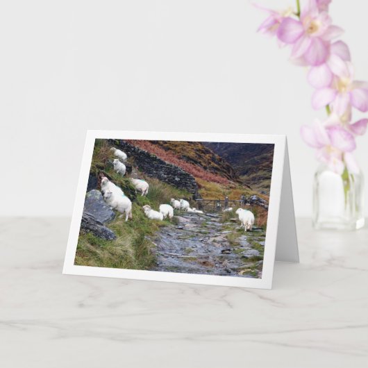 湖の羊 カード (蘭)