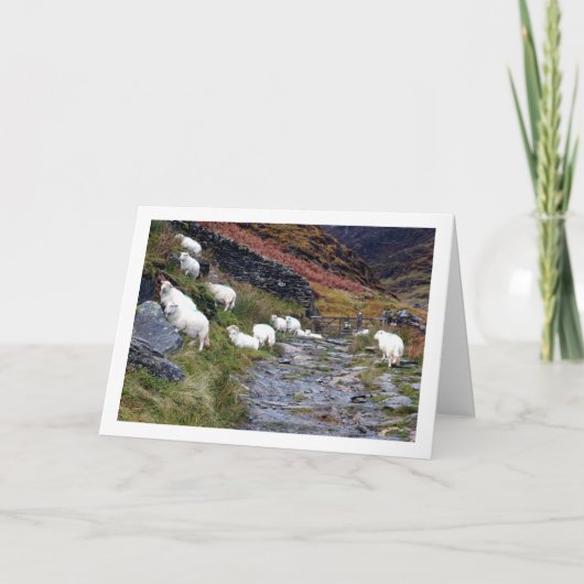 湖の羊 カード (正面)