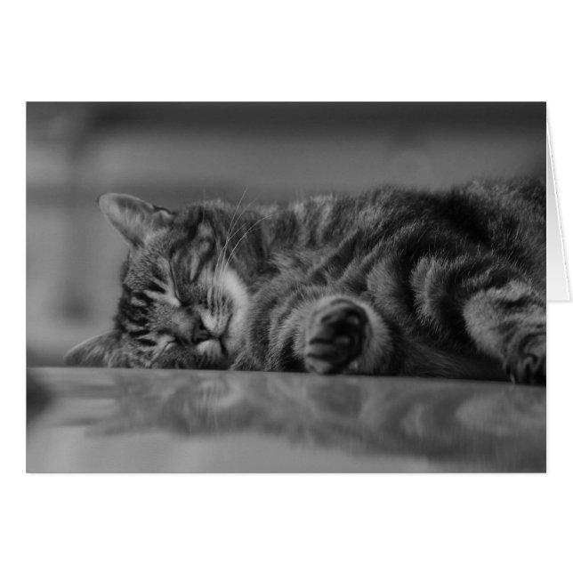 湖のComo猫- 3 B&W (正面横)