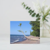 湖スーペリアロンリーツリーハガキ ポストカード (スタンド正面)