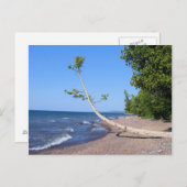 湖スーペリアロンリーツリーハガキ ポストカード (正面/裏面)