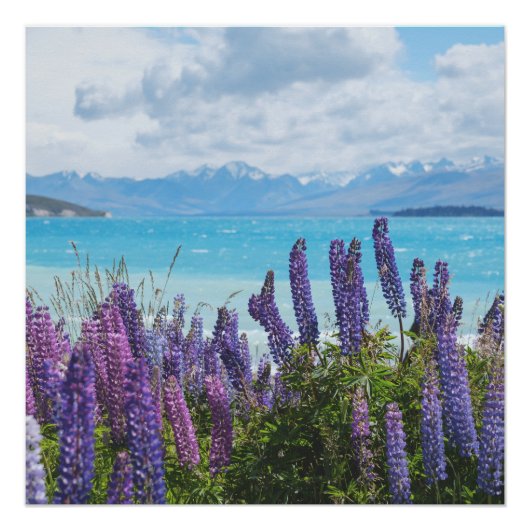 湖岸のラベンダー ポスター (正面)