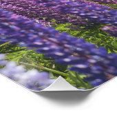 湖岸のラベンダー ポスター (コーナー)