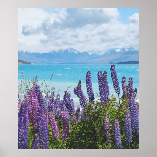 湖岸のラベンダー ポスター (正面)