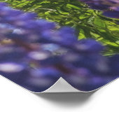 湖岸のラベンダー ポスター (角)