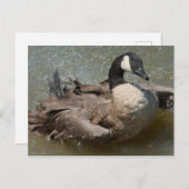 湖水浴をするカナダガチョウ ポストカード (正面/裏面)