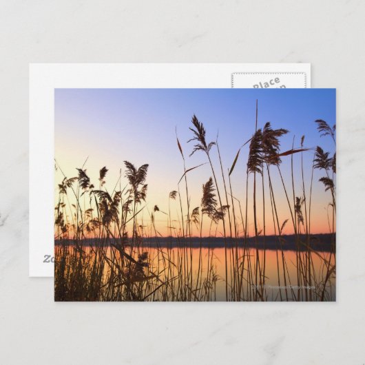 湖畔の植物のシルエットと夕焼け ポストカード (正面/裏面)