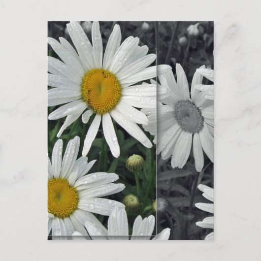 湖畔の花 - 菊 ポストカード (正面)