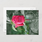湖畔の花 - 赤いバラの蕾 ポストカード (正面/裏面)