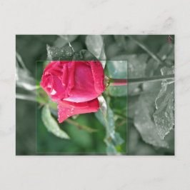 湖畔の花 - 赤いバラの蕾 ポストカード