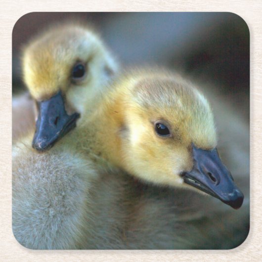 湖畔 スクエアペーパーコースター (正面)