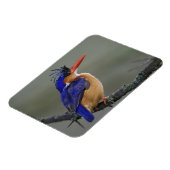 湖，アルセド・クリスタータ，マラカイト・キングフィッシャー マグネット (左側)