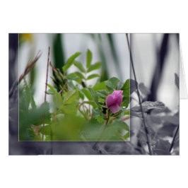 湖-ピンクによる花