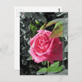 湖-ピンクによる花 ポストカード (正面/裏面)