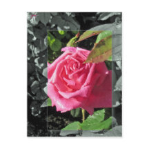 湖-ピンクによる花