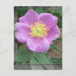 湖-ピンクによる花 ポストカード