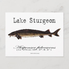 湖 – 白 – 葉書 ポストカード