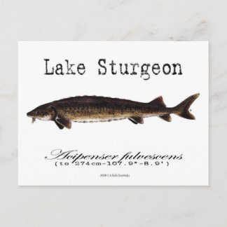 湖 – 白 – 葉書 ポストカード