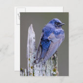 湖Sammamish上のムラサキツバメの男性の巣 ポストカード (正面/裏面)