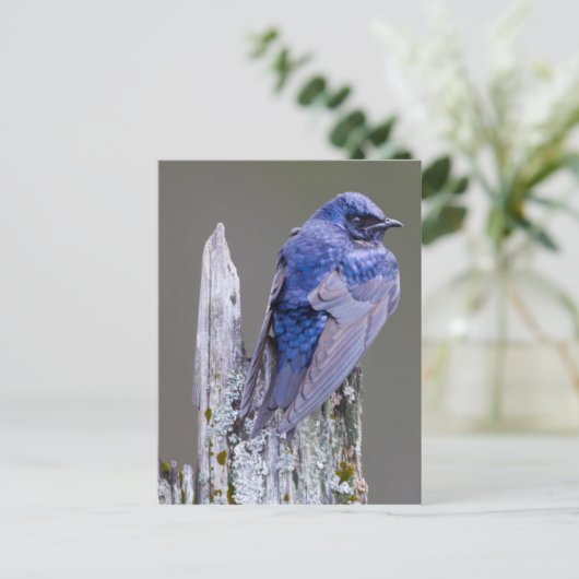 湖Sammamish上のムラサキツバメの男性の巣 ポストカード (スタンド正面)