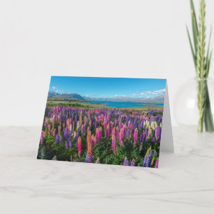 湖Tekapo ニュージーランドのRussleのLupines カード