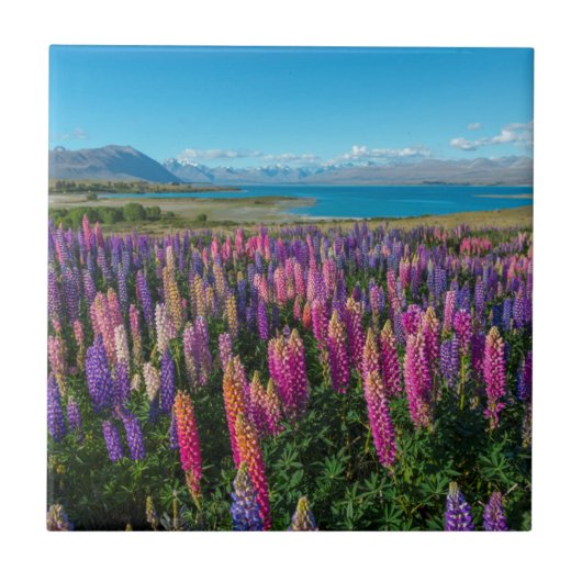 湖Tekapo |ニュージーランドのRussleのLupines タイル (正面)
