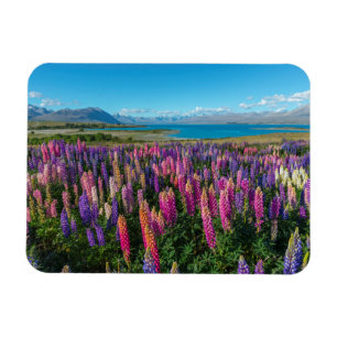 湖Tekapo ニュージーランドのRussleのLupines マグネット