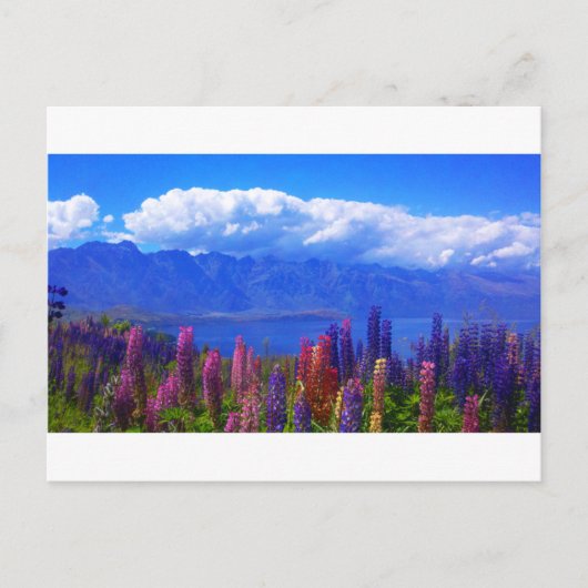 湖Wakatipu上のQueenstownニュージーランドのlupine ポストカード (正面)
