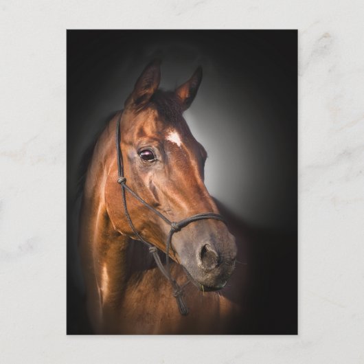 湾のサラブレッドのポートレート ポストカード (正面)