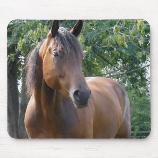 湾の純血種の馬のマウスパッド マウスパッド (正面)