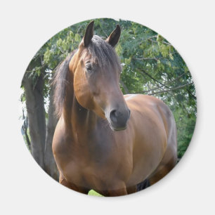湾の純血種の馬の円形の磁石 マグネット