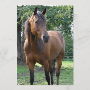 湾の純血種の馬の招待状 招待状