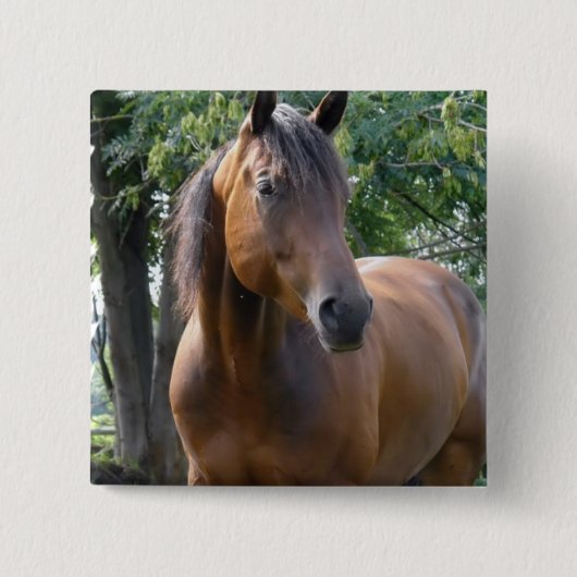 湾の純血種の馬の正方形Pin 缶バッジ (正面)