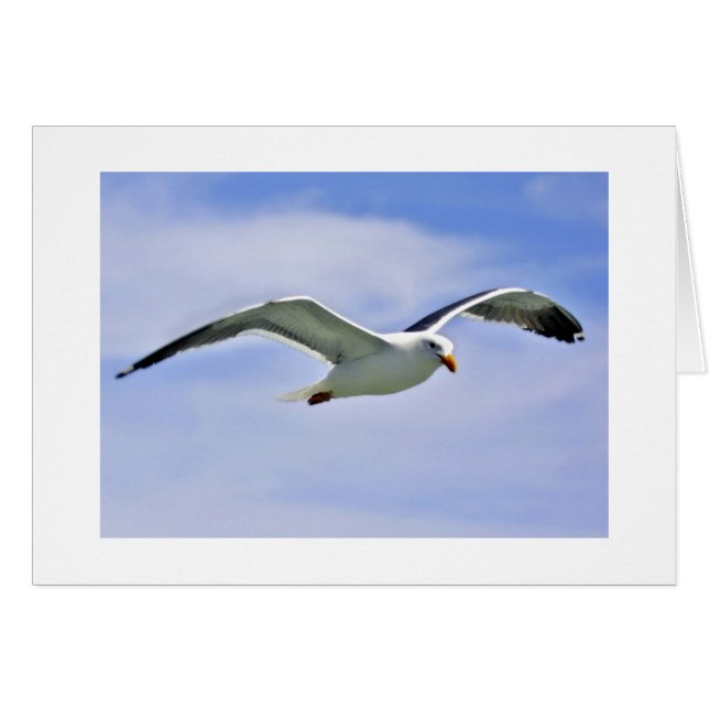 湾の鳥 (正面横)