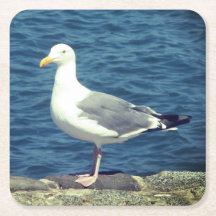 湾上のカモメ