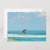 湾岸地域遊の野生イルカのハガキ ポストカード (正面/裏面)