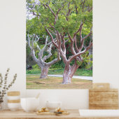 湾曲したグムボレンボの木々の森のポスター ポスター (キッチン)