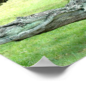 湾曲したライブのオークの木のポスター ポスター (角)