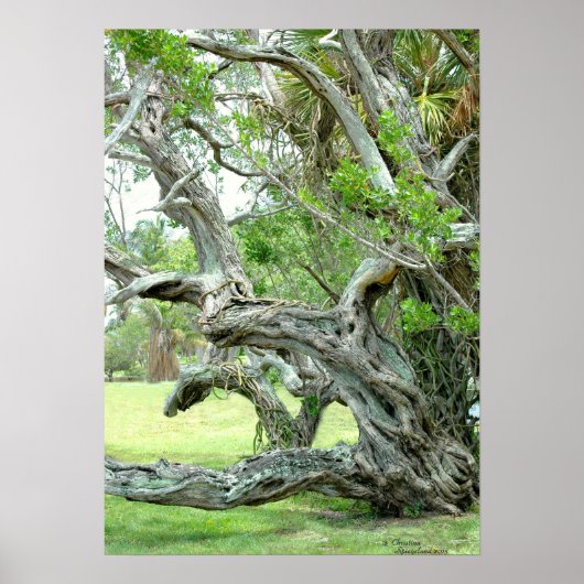 湾曲したライブのオークの木のポスター ポスター (正面)