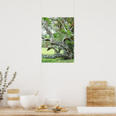 湾曲したライブのオークの木のポスター ポスター (キッチン)