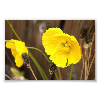 湿った太陽の光 フォトプリント           