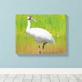 湿原で歩く百羽鶴 キャンバスプリント (インサイチュ (ウッドフロア))