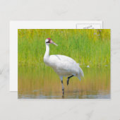 湿原で歩く百羽鶴 ポストカード (正面/裏面)