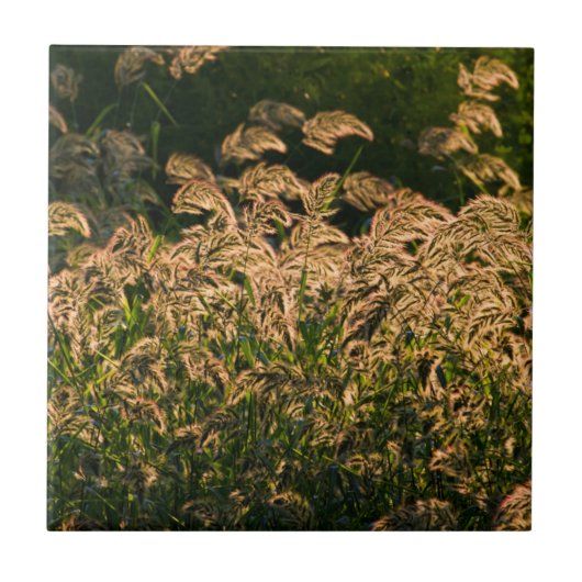 湿地で成長する野生のキビ(Panicum Sp.) タイル (正面)