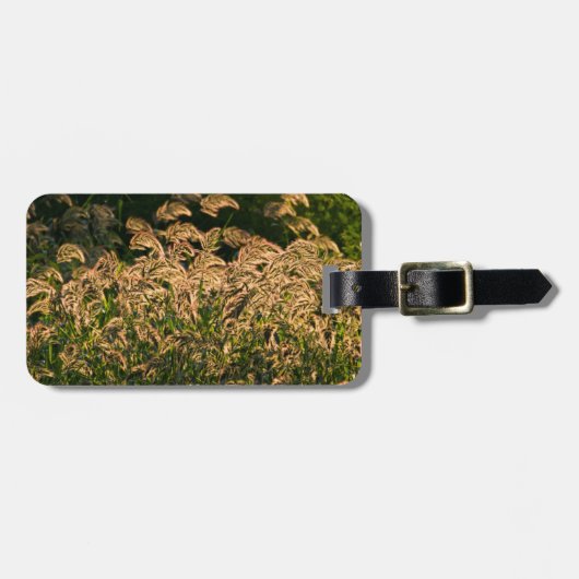 湿地で成長する野生のキビ(Panicum Sp.) ラゲッジタグ (正面横)