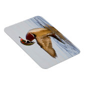 湿地で羽ばたく木の鴨の雄の羽 マグネット (右側)