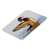 湿地で羽ばたく木の鴨の雄の羽 マグネット (左側)