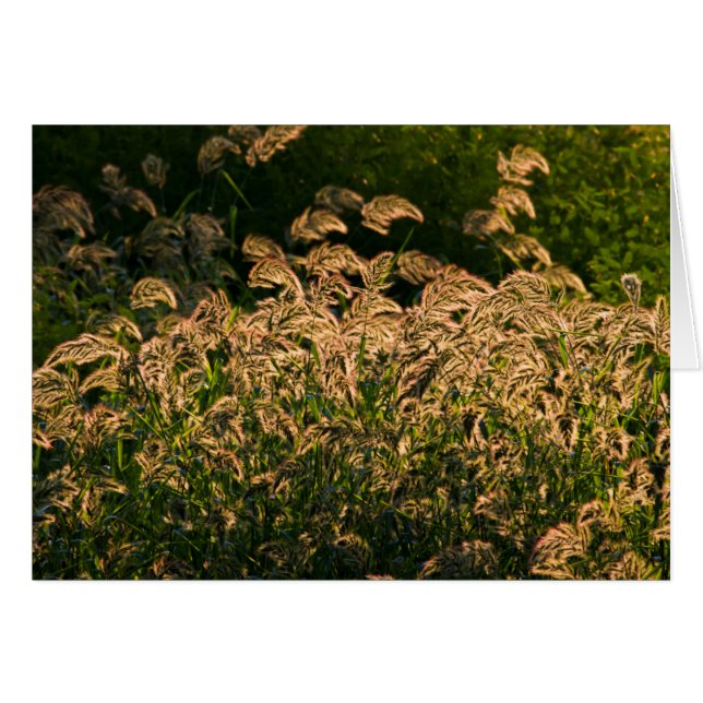 湿地で育つ野生のキビ（Panicum Sp.） (正面横)