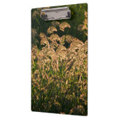 湿地で育つ野生のキビ（Panicum Sp.） クリップボード (左)